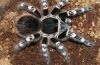 Acanthoscurria geniculata