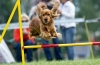 Agility je sport za aktivne pse u rusiji i inozemstvu: pravila natjecanja, oprema, staze