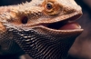 Bradata agama (pogona vitticeps)