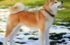 Akita inu