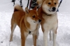 Akita inu i shiba inu: razlike