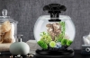 Recenzija aquarium tetra duo waterfall globe