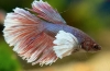 Akvarijska riba pijetao (betta splendens)