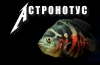 Astronotus