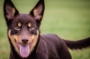 Australski kelpie