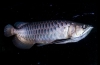 Azijska arowana (scleropages formosus)