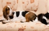 Basset