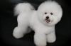 Bichon frize