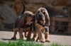 Bloodhound