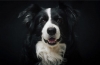 Border collie: opis pasmine