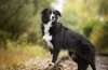 Border collie: najpametniji od pasa