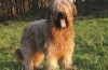 Briard: opis pasmine