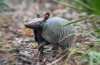 Armadilos (lat. Cingulata)