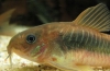 Brončani hodnik (corydoras aeneus)