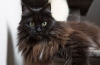 Crni maine coon