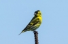 Siskin-bird - izgled, stanište, pravila za držanje kod kuće