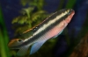 Papagaji ciklidi (pelvicachromis pulcher)