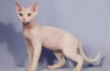 Devon rex