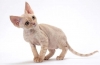 Devon rex