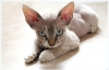 Devon rex