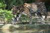 Divlja mačka-leopard ocelot - stanište, vrste, razmnožavanje, prehrana, mogućnost pripitomljavanja