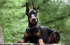 Doberman pinscher: opis pasmine