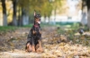 Doberman pinč