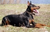 Trening dobermana: nijanse treninga