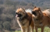 Eurasier: opis pasmine, savjeti o odabiru i njezi