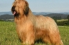 Francuski briard