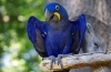 Hyacinth macaw - stanište, priroda, značajke sadržaja i prehrane