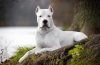 Dogo argentino: karakteristike pasmine