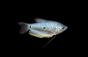 Plavi ili pjegavi gourami (trichogaster trichopterus)