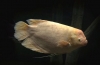 Divovski gourami (osphronemus goramy)