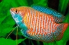 Gourami (gourami ili trishogaster)