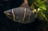 Čokoladni gourami (sphaerichthys osphromenoides)