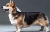 Povijest podrijetla i standard pasmine pasa welsh corgi