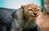 Jaguarundi (puma yagouaroundi)