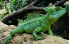 Gušter koji trči po vodi - kaciga bosiljka (basiliscus plumifrons)