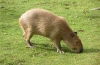 Capybara kod kuće: zanimljive činjenice, kakva životinja