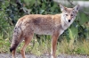 Kojoti (lat. Sanis latrans)