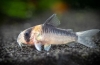 Hodnici (corydoras) popularne vrste