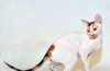 Cornish rex: opis pasmine i karaktera mačaka