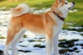 Akita inu