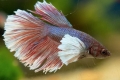 Akvarijska riba pijetao (betta splendens)