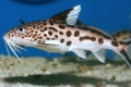 Akvarijska riba synodontis som