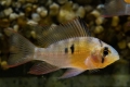 Apistogram bolivijskog leptira (mikrogeophagus altispinosus)