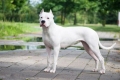 Dogo argentino: lovac na divove snjeguljice