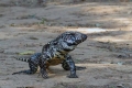 Argentinski tegu