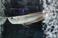 Srebrna arowana (osteoglossum bicirrhosum)